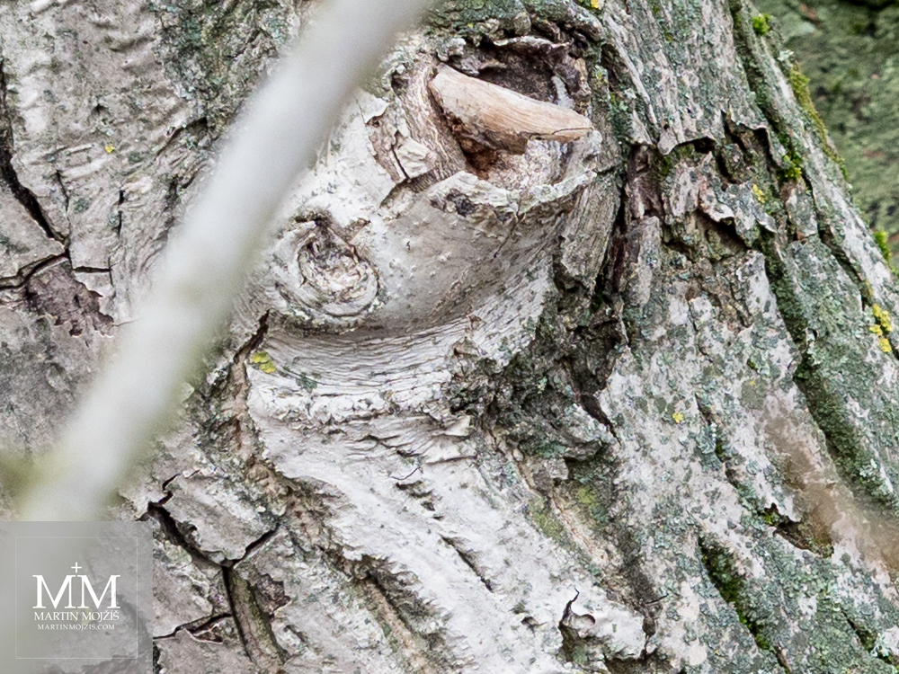 Tree trunk close up. Photograph created with Olympus M. Zuiko digital ED 40 – 150 mm 1:2.8 PRO.